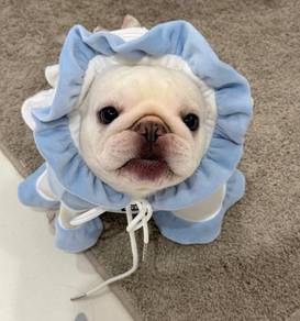 French Bulldog