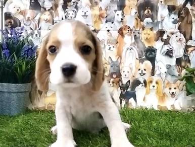 Beagle tri and lemon color puppies