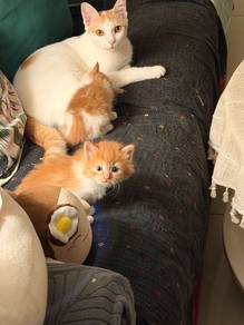 Fluffy Persian Kittens | Serious Buyers Only