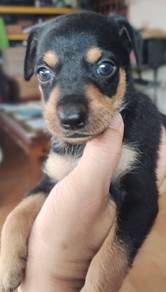 mini pinscher untuk di jual