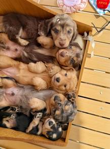 Dachshund