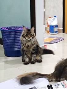 pure mainecoon female adult
