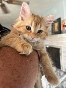 Orange Marble Mainecoon Kitten