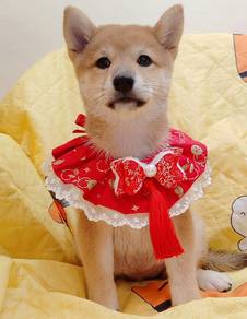 Shiba