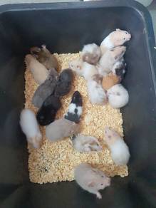 Syrian hamster