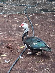 Itik Ducks
