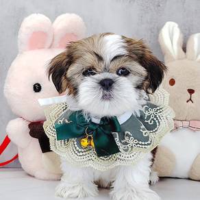 Shih Tzu