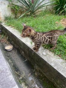 Kucing Bengal
