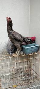ayam sabung betina dan jantan utk di jual 