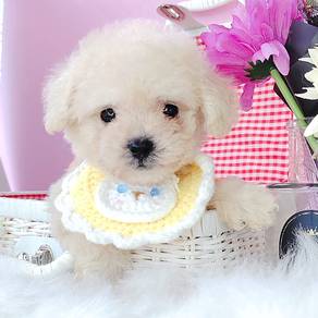 Poodle