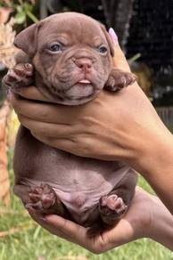 AMERICAN BULLY PUPPIES S113 🐻 Rehome Male Exotic