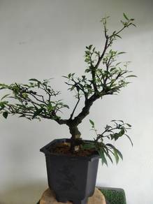 Bonsai jeliti 造型水梅盆栽出售
