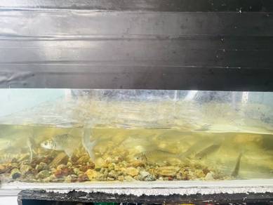 ikan lampam jawa jekpot