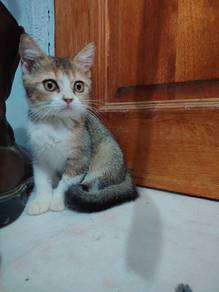British Short Hair Bicolor