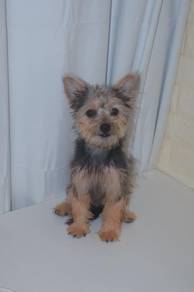 J0160 Silkese Small Companion Teddy Dog