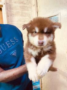 Husky puppy