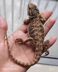 Bearded Dragon