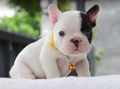 FRENCH BULLDOG PUPPIES VIP15 🌻Cute Puppy  Boy