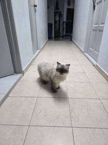 for adopt