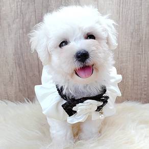 Bichon Frise