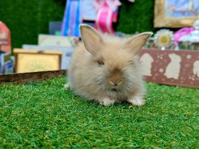 Arnab Mix Teddy Rabbit, btn