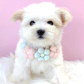 Maltipoo