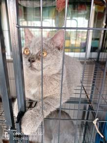 Re-home Bsh 
