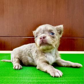 Ori Pure Breed LongHair Chihuahua Puppies for Sale