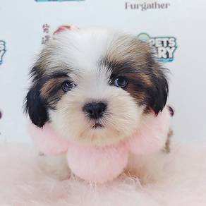 Shih Tzu