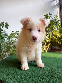 Female Yellow White BorderCollie with Purebreed