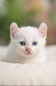 Pristine Solid White Non-Standard Munchkin