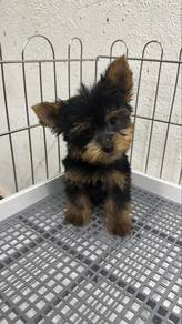 Yorkshire Terrier Male Puppy FM-3