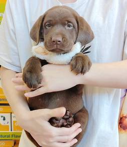 Labrador