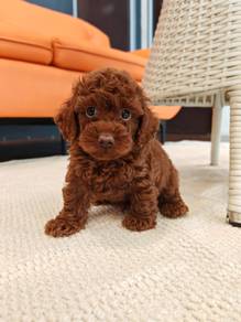 Red poodle puppy