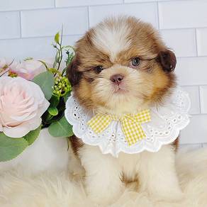 Shih Tzu