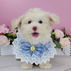 Maltipoo
