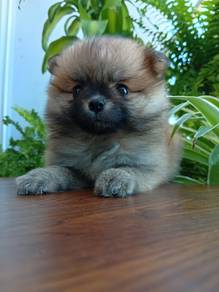 teacup Pomeranian 