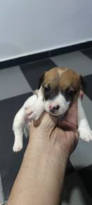 Jack Russell Terrier