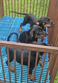 Rottweiler