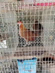 ayam kapan betina