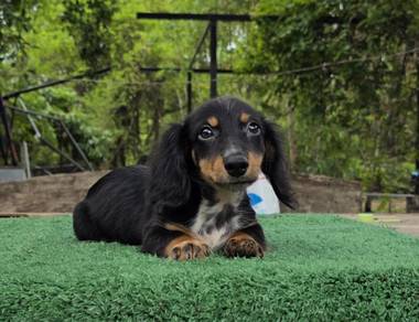 MINIATURE DACHSHUND Puppies D42 🐻 Good-looking M