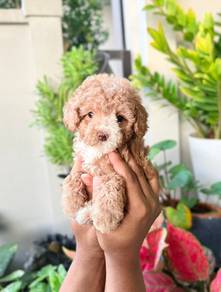 Maltipoo puppies 
