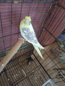 burung coktail 