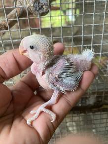 Burung lovebirds