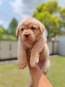 Labrador