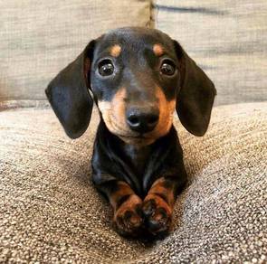 U9597 Chubby Dachshund Premium Long Body Puppy Pup