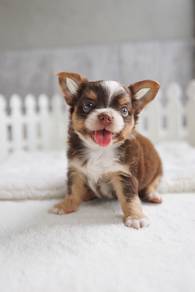 Chihuahua Puppy Male 056