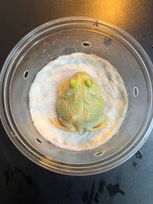 pacman frog katak