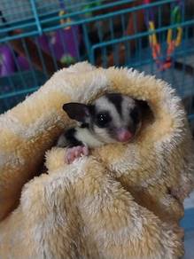 sugarglider jantan dan betina