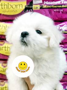 HHH-3336 Tiny Maltese little cute puppy dogs